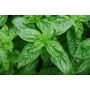 Basilicum - Genovese - BIO