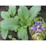 Bernagie/Komkommerkruid - Borago officinalis - BIO