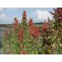 Chenopodium quinoa - Gierstmelde/quinoa - BIO - 50% korting - verminderde kiemkracht