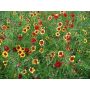 Coreopsis tinctoria - Meisjesogen - BIO - 50% korting - verminderde kiemkracht