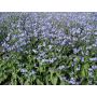 Cynoglossum amabile - Hondstong - BIO - 50% korting wegens verminderde kiemkracht