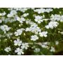 Gypsophila elegans - Gipskruid - BIODYNAMISCH - 50% korting - verminderde kiemkracht