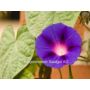 Ipomoea rubro-coerulea - Prachtwinde - BIODYNAMISCH