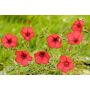 Linum grandiflorum - Rood vlas/lijnzaad - BIODYNAMISCH
