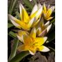 Botanische Tulp - Tulipa tarda - 10 bollen - BIO