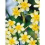 Narcis - New Baby - 10 bollen - BIO