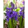 Hyacinth - Delft Blue - 10 bollen - BIO