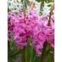 Hyacinth - Pink Pearl - 10 bollen - BIO