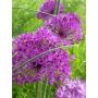 Sterrenlook - Allium aflatunense - Purple Sensation - 10 bollen - BIO