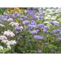 Ageratum houstonianum - Leverbalsem/Mexicaantje - BIODYNAMISCH