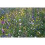 B648 - Bloemenmengeling - Florido - BIO