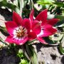 Botanische Tulp - Tulipa humilis - Tiny Timo - 10 bollen - BIO