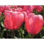 Tulp - Pink Impression - 10 bollen - BIO