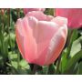 Tulp - Salmon Impression - 10 bollen - BIO