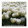 Tulp - Exotic Emperor - White Valley - 10 bollen - BIO