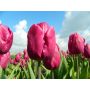 Tulp - Purple Prince - 10 bollen - BIO