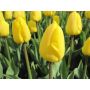 Tulp - Novi Sun - 10 bollen - BIO