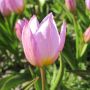 Botanische tulp - Tulipa bakerii 'Lilac Wonder' - 10 bollen - BIO