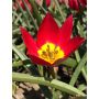 Botanische tulp - Tulipa humilis 'Red Beauty' - 10 bollen - BIO