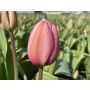 Tulp - Design Impression - 10 bollen - BIO