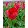 Tulp - Masterpeace - 10 bollen - BIO