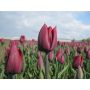 Tulp - Ronaldo - 10 bollen - BIO