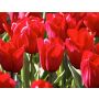 Tulp - Strong Love - 10 bollen - BIO