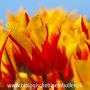 Tulp - Fire Wings - 10 bollen - BIO