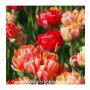 Tulp - Gudoshnik Double - 10 bollen - BIO