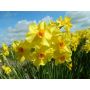 Narcis - Martinette - 10 bollen - BIO