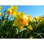 Narcis - Jetfire - 10 bollen - BIO