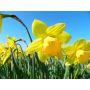 Narcis - Carlton - 10 bollen - BIO