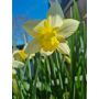 Narcis - Pueblo - 10 bollen - BIO