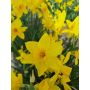Narcis - Golden Carpet - 10 bollen - BIO