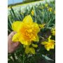 Narcis - Dick Wilden - 10 bollen - BIO