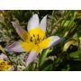 Botanische Tulp - Tulipa saxatilis - 10 bollen - BIO
