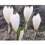 Krokus - Ice Queen - 25 bollen - BIO