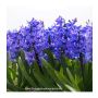 Hyacinth - Delft Blue - 5 bollen - BIO
