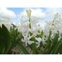 Hyacinth - White Pearl - 3 bollen - BIO