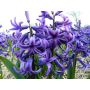 Hyacinth - Blue Pearl - 3 bollen - BIO
