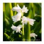 Witte boshyacint - Hyacinthoides hispanica - 10 bollen - BIO
