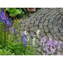 Hyacinthoides hispanica - Boshyacinth - kleurenmix blauw-roze-wit - 25 bollen - BIO
