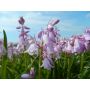 Hyacinthoides hispanica - Roze boshyacint - 10 bollen - BIO