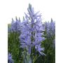 Camasssia Leichtinii 'Caerulea' - Prairielelie - 10 bollen - BIO