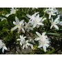 Chionodoxa luciliae 'Alba'- Sneeuwroem - 10 bollen - BIO