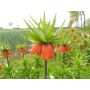 Fritillaria imperialis 'William Rex' - Keizerskroon - 3 bollen - BIO