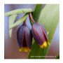 Fritillaria uva-vulpis - Vossedruif - 10 bollen - BIO