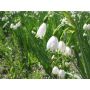 Leucojum aestivum 'Gravetye Giant' - Zomerklokje - 10 bollen - BIO