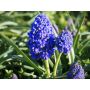 Muscari armeniacum 'Fantasy Creation' - Druifhyacinth - 10 bollen - BIO