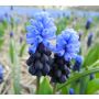 Muscari latifolium - Druifhyacint - 10 bollen - BIO